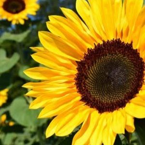 Meet your Posher, Mia